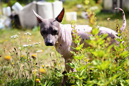 Portrait of american hairless terrier in the parkの写真素材