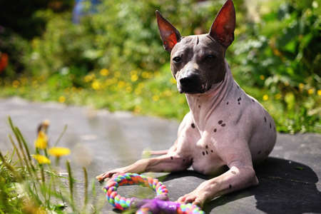 Portrait of american hairless terrier Portrait in the park with a toyの写真素材