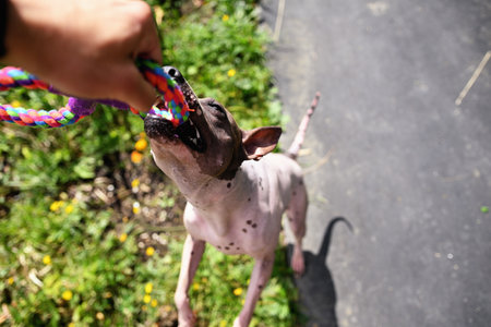 Stubborn american hairless terrier holds on toy held by a man handの写真素材