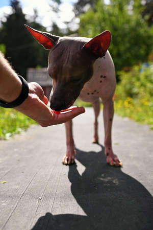 American naked terrier eats berry from his handの写真素材