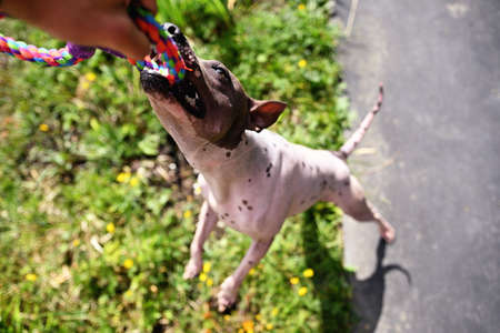 Stubborn american hairless terrier holds on toy held by a man handの写真素材