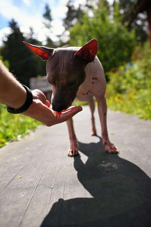 American naked terrier eats berry from his handの写真素材