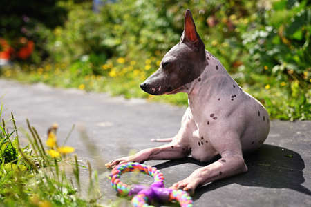 Portrait of american hairless terrier Portrait in the park with a toyの写真素材