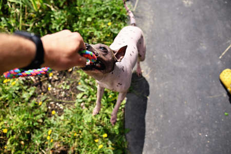 Stubborn american hairless terrier holds on toy held by a man handの写真素材
