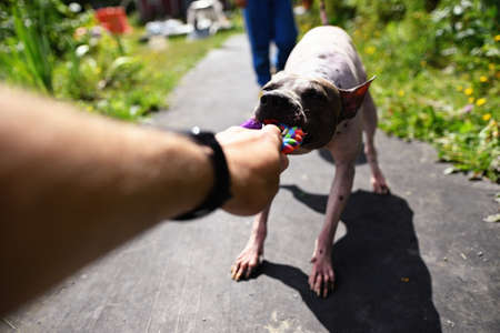Stubborn american hairless terrier holds on toy held by a man handの写真素材