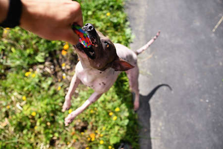 Stubborn american hairless terrier holds on toy held by a man handの写真素材