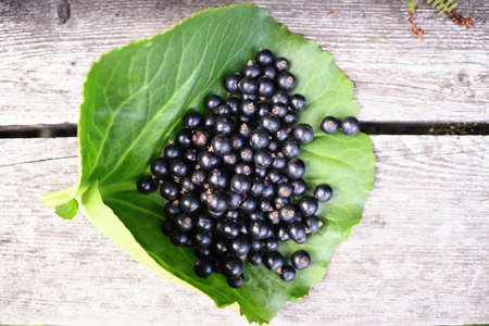 A bunch of black currants lies on a green leafの写真素材