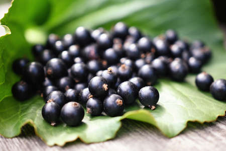 A bunch of black currants lies on a green leafの写真素材