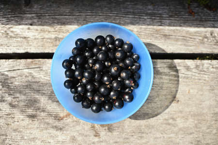 Black currants in blue bowl on wooden stumpの写真素材