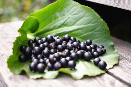 A bunch of black currants lies on a green leafの写真素材