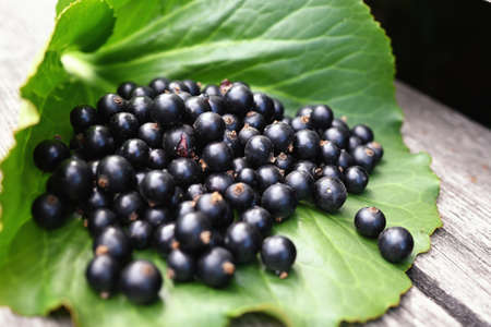 A bunch of black currants lies on a green leafの写真素材