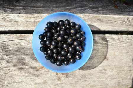 Black currants in blue bowl on wooden stumpの写真素材