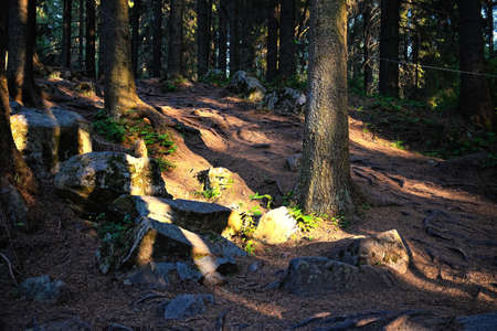Sunset behind tree in forestの写真素材