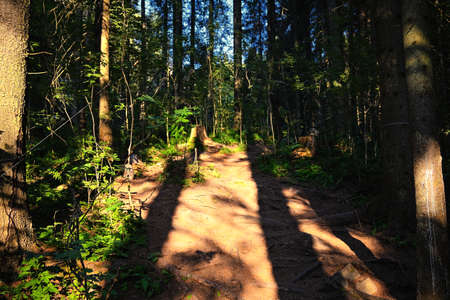 Sunset behind tree in forestの写真素材