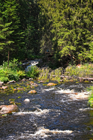 Forest river trees nature woods landscapeの写真素材
