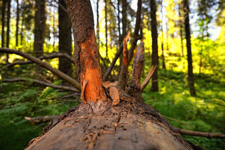 Old log with branches. Bottom viewの写真素材