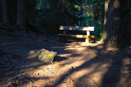 Wood bench in summer forestの写真素材