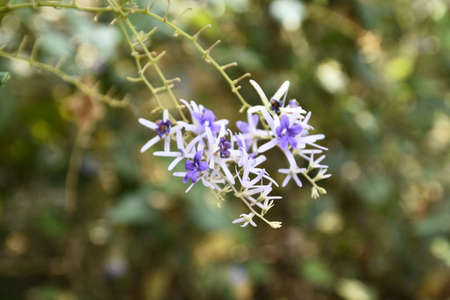 little flower 03の写真素材