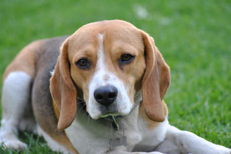 Beagle Stareの写真素材