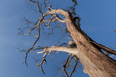 Dead tree stand under a blue sky