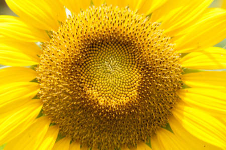 Big yellow sunflower, beautiful stamens, big petals at a cafe in Phuket, Thailand.の写真素材