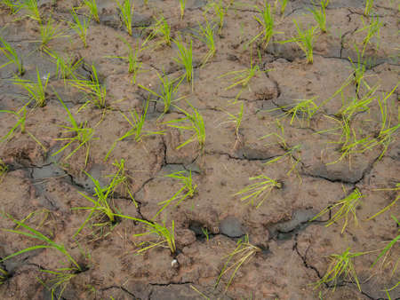 The drought has been  impact a rice plant.の写真素材