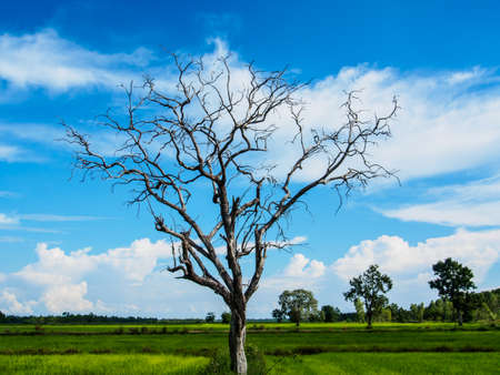 The withered tree in rice field.の写真素材