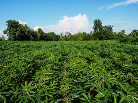 The green area is cassava.の写真素材