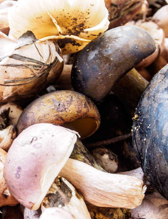 The mushroom forest can cooking and eat.の写真素材
