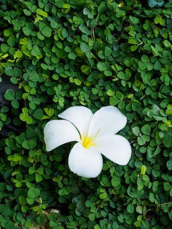 White flower of green backgroundの写真素材