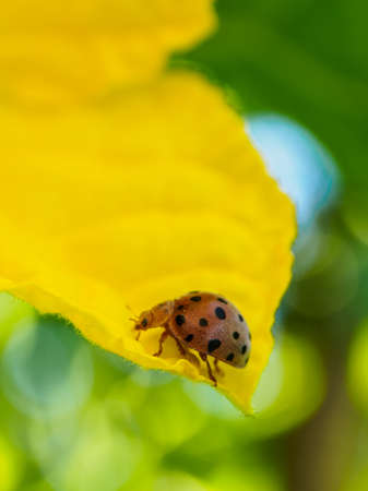 The ladybug on petal yellow of flowerの写真素材