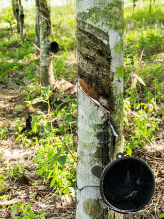 The rubber tree  and empty cup rubber.の写真素材
