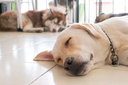 Sleeping Dogsの写真素材
