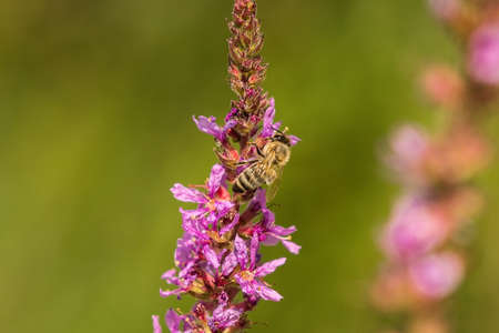 bee being busyの写真素材