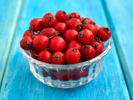 hawthorn in a glass vase on a blue backgroundの写真素材