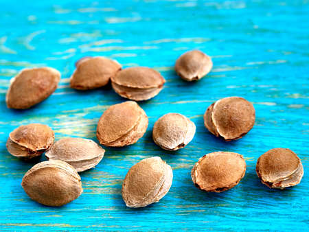 apricot pits on a blue background