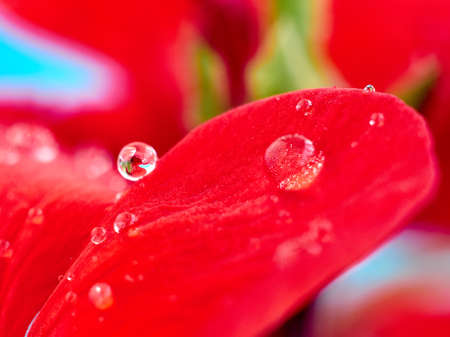 geranium flower petals with dew dropsの写真素材