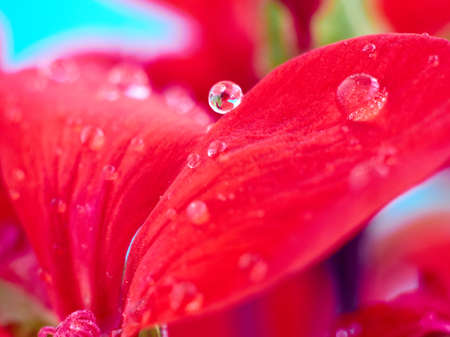 geranium flower petals with dew dropsの写真素材