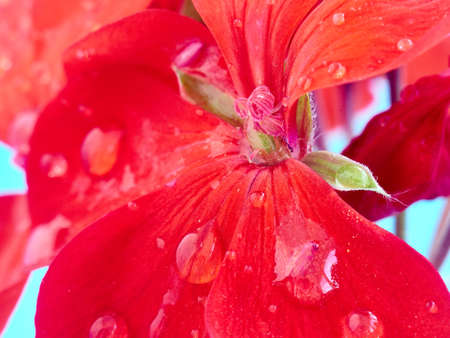 geranium flower petals with dew dropsの写真素材