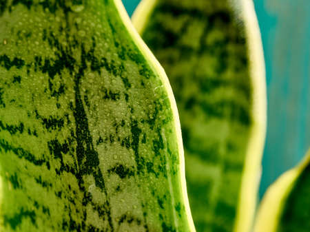 sansevieriya leaves, agave macro dewの写真素材