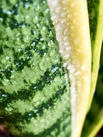 sansevieriya leaves, agave macro dewの写真素材