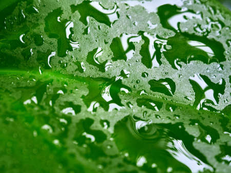 Peperomia leaves magnoliyaefolia closeup with drops of dewの写真素材