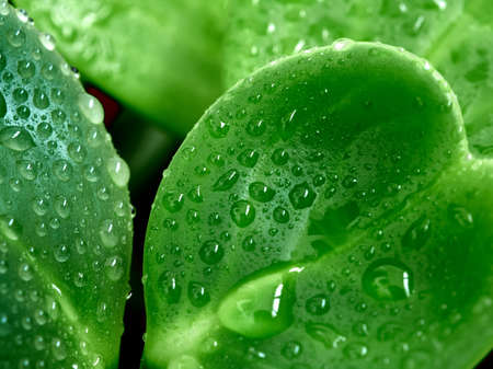 Peperomia leaves magnoliyaefolia closeup with drops of dewの写真素材