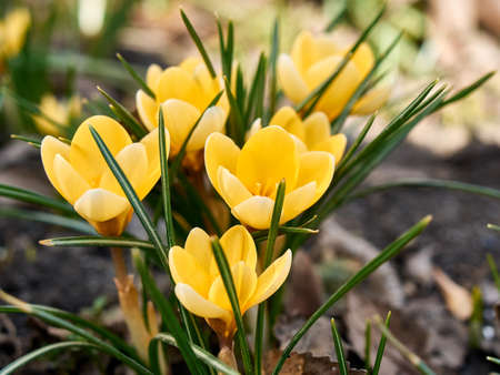 first spring flowers yellow snowdrops
