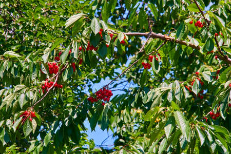 berries ripe cherries on a branch with leavesの写真素材