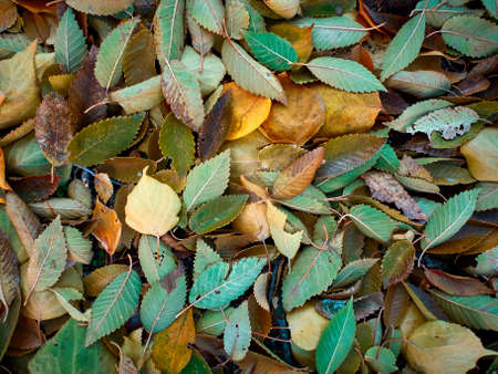 autumn leaf fall, the leaves on the branches and on the ground are bright and colorful