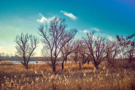 bare trees without leaves, late autumn, bright blue sky