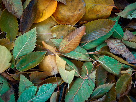 autumn leaf fall, the leaves on the branches and on the ground are bright and colorful