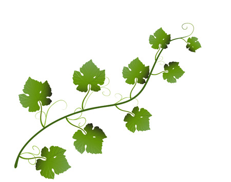 vector  illustration of green grape leaves on vineのイラスト素材