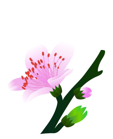 vector  illustration of a single peach flower on branchのイラスト素材